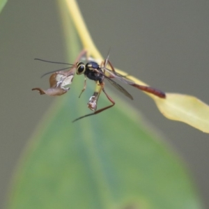 Ichneumonidae (family) at Dunlop, ACT - 7 Apr 2020