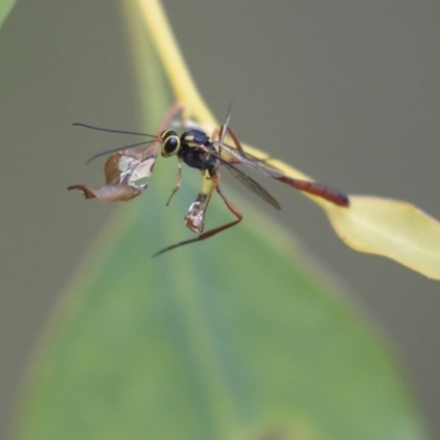 Ichneumonidae (family) (Unidentified ichneumon wasp) at The Pinnacle - 7 Apr 2020 by AlisonMilton