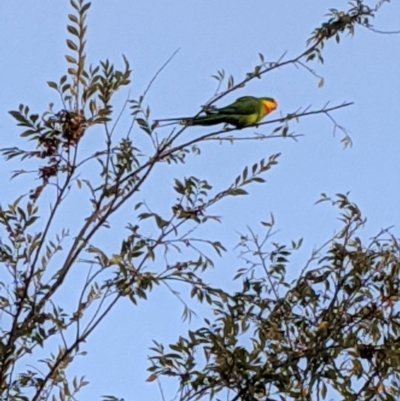 Polytelis swainsonii (Superb Parrot) at Hughes, ACT - 16 Apr 2020 by JackyF