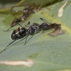 Camponotus aeneopilosus (A Golden-tailed sugar ant) at Hawker, ACT - 7 Apr 2020 by AlisonMilton