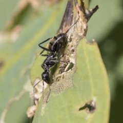 Camponotus aeneopilosus at Hawker, ACT - 7 Apr 2020