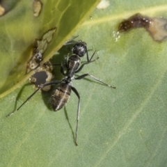 Camponotus aeneopilosus at Hawker, ACT - 7 Apr 2020
