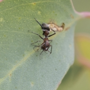 Myrmarachne sp. (genus) at Dunlop, ACT - 7 Apr 2020