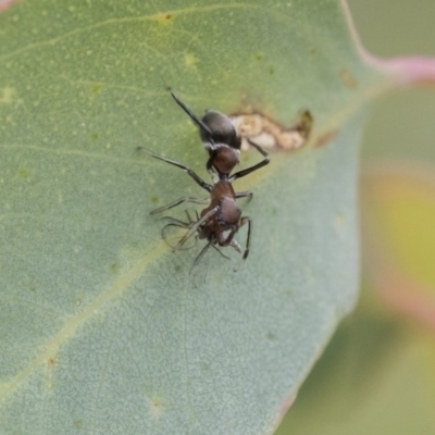 Myrmarachne (genus) (Unidentified Ant-mimic jumping spider) at Dunlop, ACT - 7 Apr 2020 by AlisonMilton