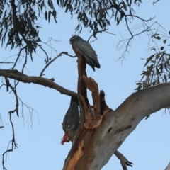 Callocephalon fimbriatum (Gang-gang Cockatoo) at Ainslie, ACT - 16 Apr 2020 by jbromilow50