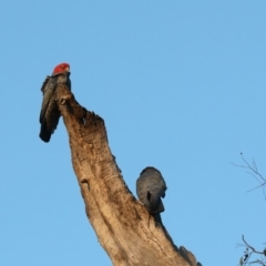 Callocephalon fimbriatum at Ainslie, ACT - 16 Apr 2020