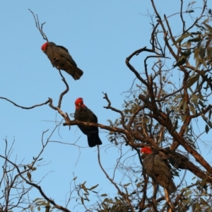 Callocephalon fimbriatum at Ainslie, ACT - 16 Apr 2020