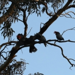 Callocephalon fimbriatum at Ainslie, ACT - suppressed