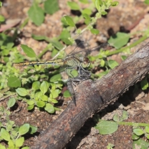 Diplacodes bipunctata at Hawker, ACT - 7 Apr 2020