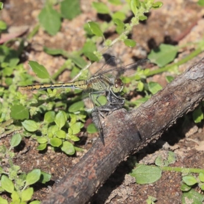 Diplacodes bipunctata (Wandering Percher) at The Pinnacle - 7 Apr 2020 by AlisonMilton