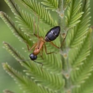 Camponotus consobrinus at Dunlop, ACT - 7 Apr 2020