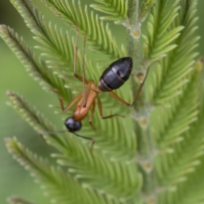 Camponotus consobrinus (Banded sugar ant) at Dunlop, ACT - 7 Apr 2020 by AlisonMilton