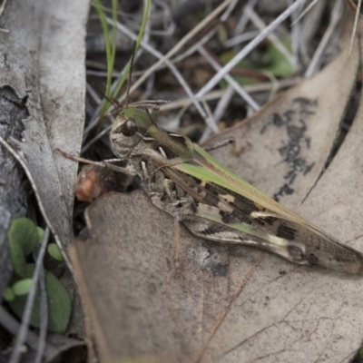 Oedaleus australis (Australian Oedaleus) at The Pinnacle - 7 Apr 2020 by AlisonMilton