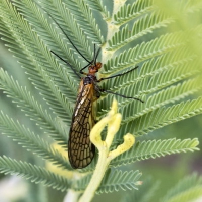 Chorista australis (Autumn scorpion fly) at The Pinnacle - 7 Apr 2020 by AlisonMilton