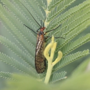 Chorista australis at Dunlop, ACT - 7 Apr 2020