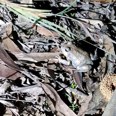 Limnodynastes dumerilii (Eastern Banjo Frog) at Wingecarribee Local Government Area - 14 Apr 2020 by Aussiegall