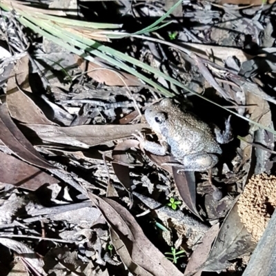 Limnodynastes dumerilii (Eastern Banjo Frog) at Penrose - 14 Apr 2020 by Aussiegall