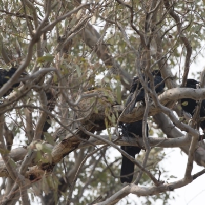 Corcorax melanorhamphos (White-winged Chough) at Michelago, NSW - 14 Jan 2020 by Illilanga