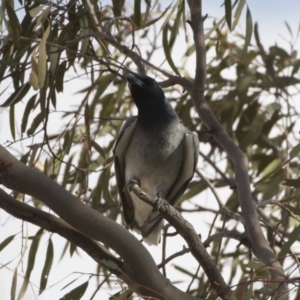 Coracina novaehollandiae at Michelago, NSW - 19 Dec 2019 05:01 PM