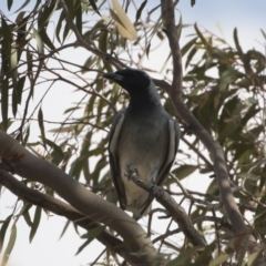 Coracina novaehollandiae at Michelago, NSW - 19 Dec 2019 05:01 PM