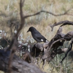 Strepera graculina (Pied Currawong) at Michelago, NSW - 25 Sep 2012 by Illilanga