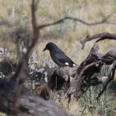 Strepera graculina (Pied Currawong) at Michelago, NSW - 25 Sep 2012 by Illilanga