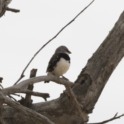 Stagonopleura guttata (Diamond Firetail) at Michelago, NSW - 14 Dec 2019 by Illilanga