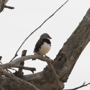 Stagonopleura guttata at Michelago, NSW - 15 Dec 2019