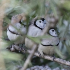 Stizoptera bichenovii (Double-barred Finch) at Michelago, NSW - 28 Jul 2019 by Illilanga