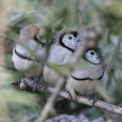 Stizoptera bichenovii (Double-barred Finch) at Michelago, NSW - 28 Jul 2019 by Illilanga