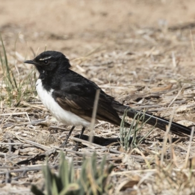 Rhipidura leucophrys (Willie Wagtail) at Michelago, NSW - 17 Nov 2019 by Illilanga