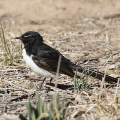 Rhipidura leucophrys (Willie Wagtail) at Illilanga & Baroona - 16 Nov 2019 by Illilanga