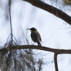 Acanthorhynchus tenuirostris (Eastern Spinebill) at Illilanga & Baroona - 1 Sep 2019 by Illilanga