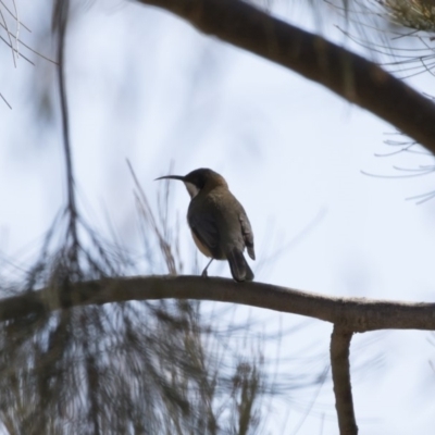 Acanthorhynchus tenuirostris (Eastern Spinebill) at Illilanga & Baroona - 1 Sep 2019 by Illilanga