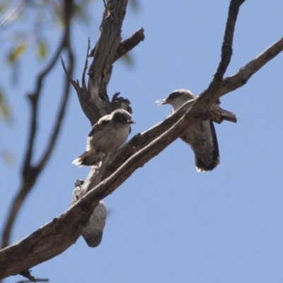 Daphoenositta chrysoptera (Varied Sittella) at Illilanga & Baroona - 22 Jan 2012 by Illilanga