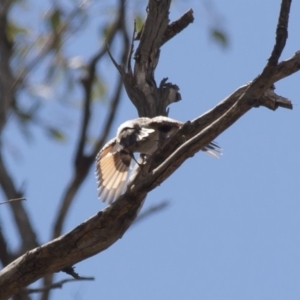 Daphoenositta chrysoptera at Michelago, NSW - 22 Jan 2012