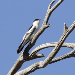 Lalage tricolor at Michelago, NSW - 21 Oct 2019 03:49 PM