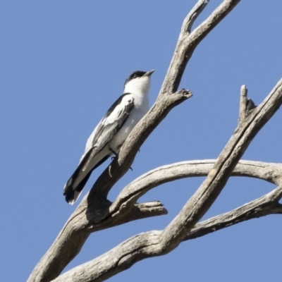 Lalage tricolor (White-winged Triller) at Michelago, NSW - 21 Oct 2019 by Illilanga