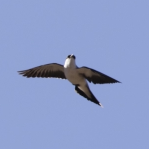 Lalage tricolor at Michelago, NSW - 21 Oct 2019 03:49 PM