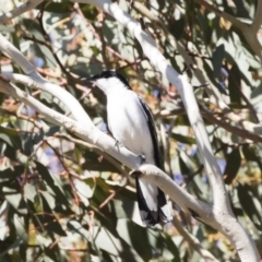 Lalage tricolor at Michelago, NSW - 21 Oct 2019 03:49 PM