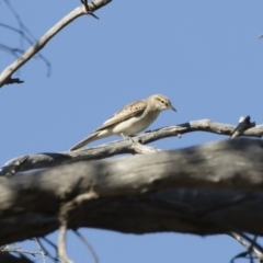 Lalage tricolor at Michelago, NSW - 21 Oct 2019 03:49 PM