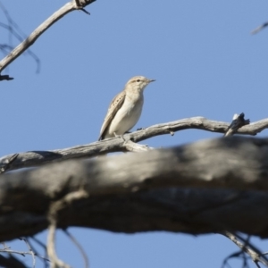 Lalage tricolor at Michelago, NSW - 21 Oct 2019 03:49 PM