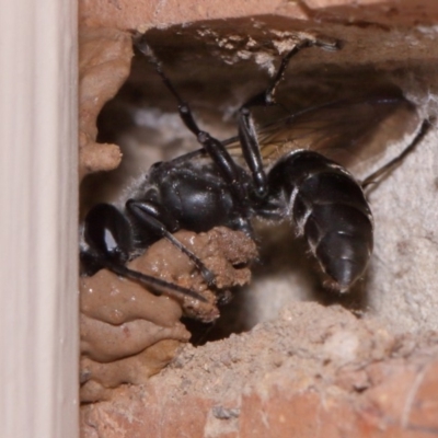 Pison sp. (genus) (Black mud-dauber wasp) at Evatt, ACT - 25 Oct 2015 by TimL