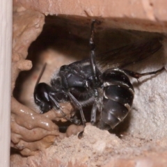 Pison sp. (genus) at Evatt, ACT - 25 Oct 2015