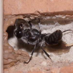 Pison sp. (genus) at Evatt, ACT - 25 Oct 2015