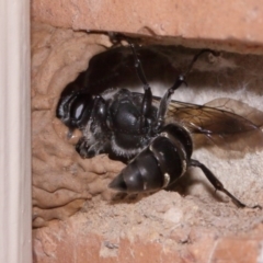 Pison sp. (genus) at Evatt, ACT - 25 Oct 2015