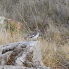 Melanodryas cucullata cucullata (Hooded Robin) at Michelago, NSW - 11 Mar 2008 by Illilanga