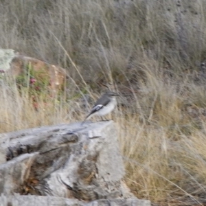 Melanodryas cucullata cucullata at Michelago, NSW - suppressed