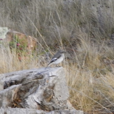 Melanodryas cucullata (Hooded Robin) at Illilanga & Baroona - 11 Mar 2008 by Illilanga