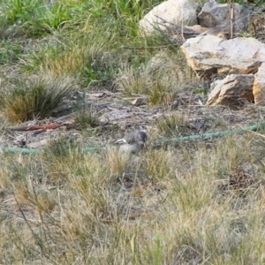 Melanodryas cucullata cucullata at Michelago, NSW - suppressed